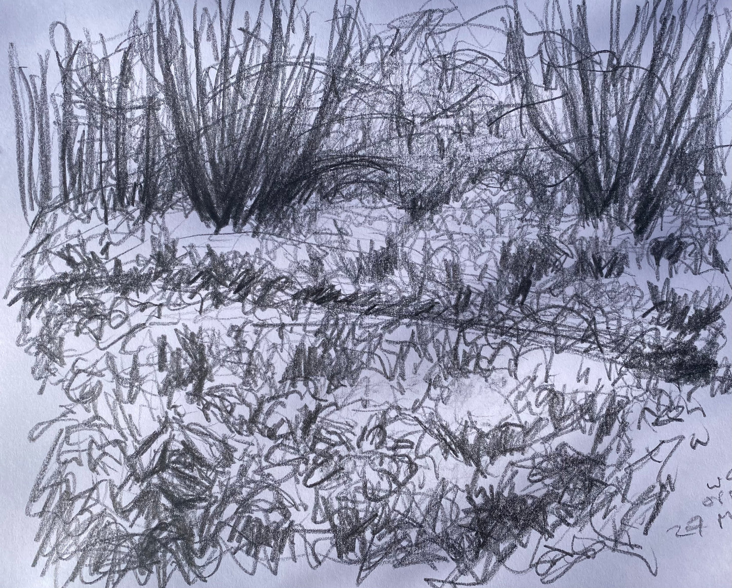 Snowdrops and Catkins