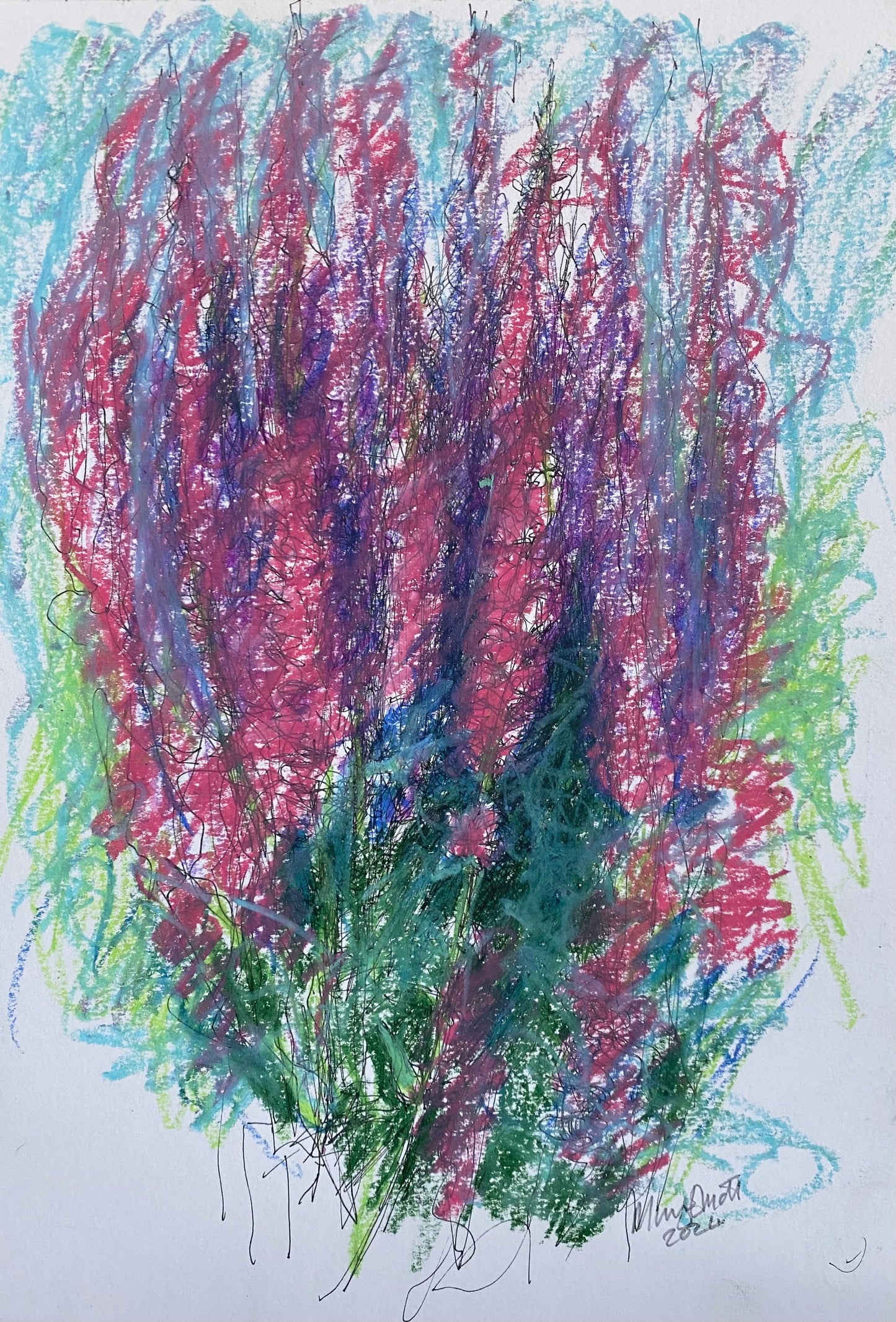 Salvias - I think