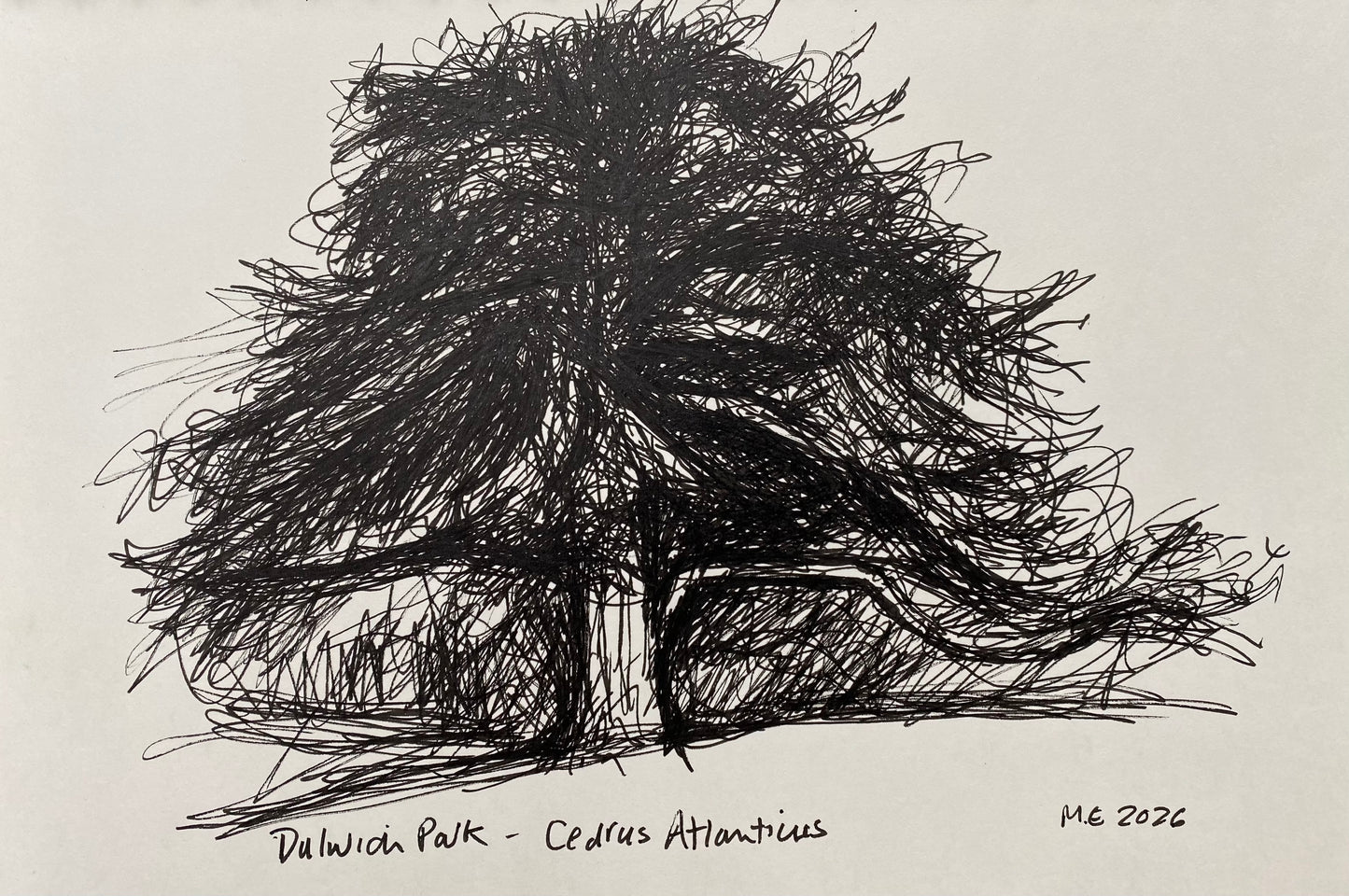 Cedrus Atlanticus