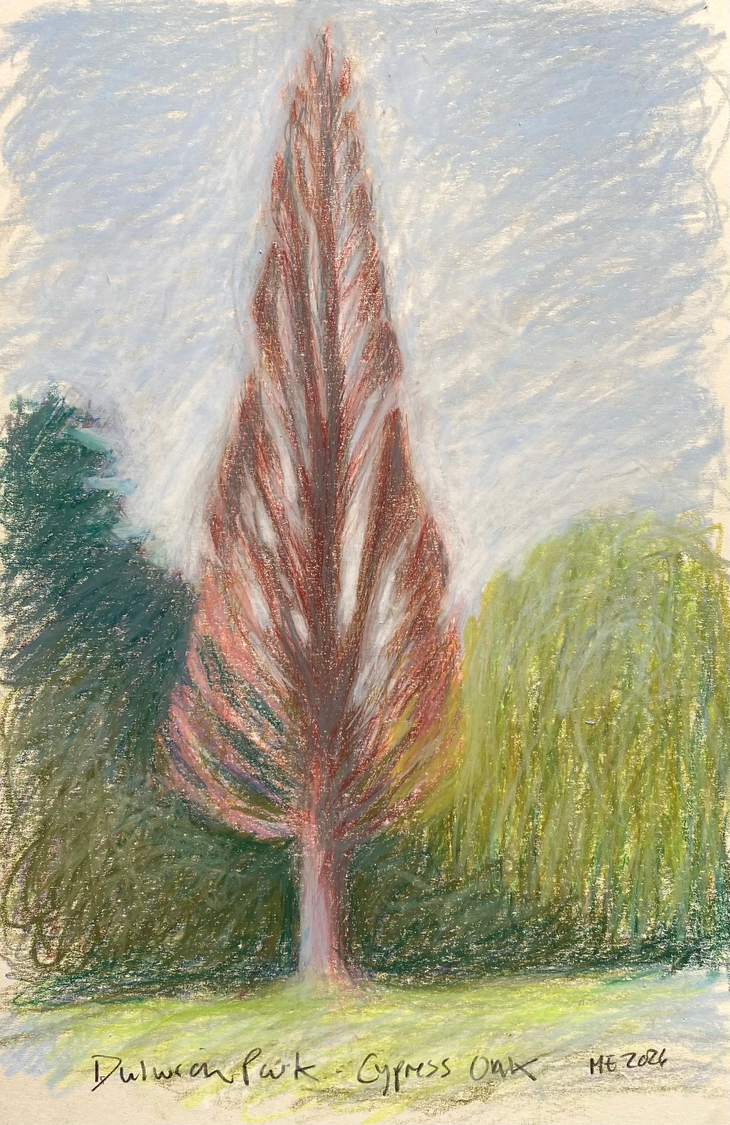 Cypress Oak