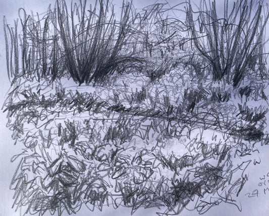 Snowdrops and Catkins